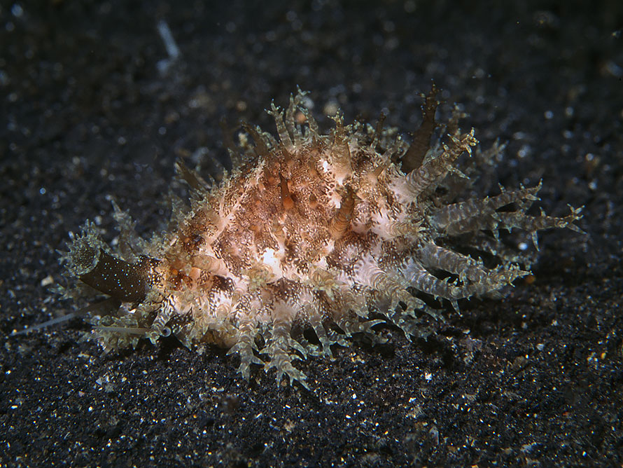 Naria miliaris
